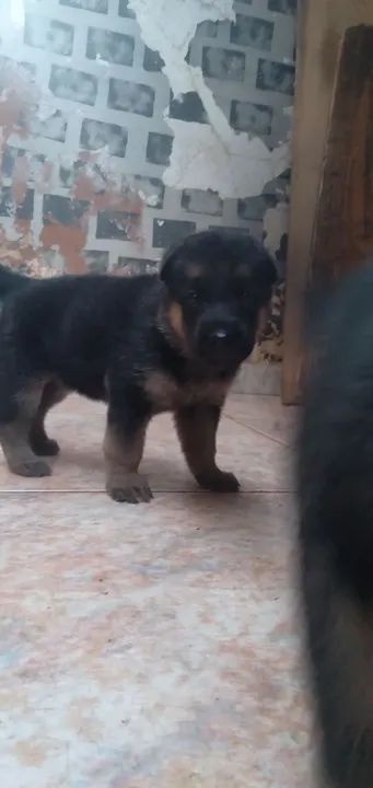 lindos Filhotes De Pastor Alemão.. meu wts 67 9  * 