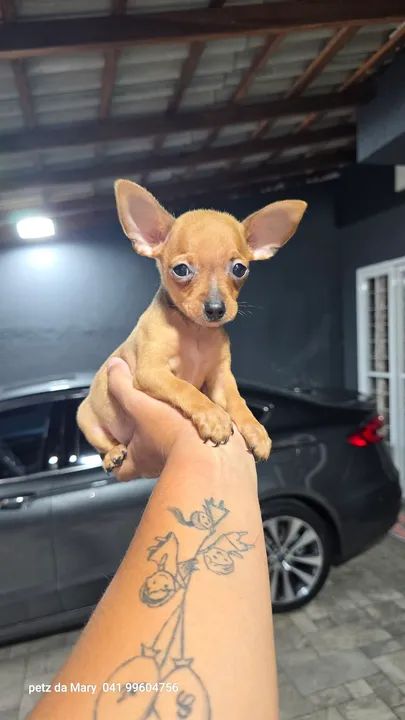 Pinscher  machinho zero 