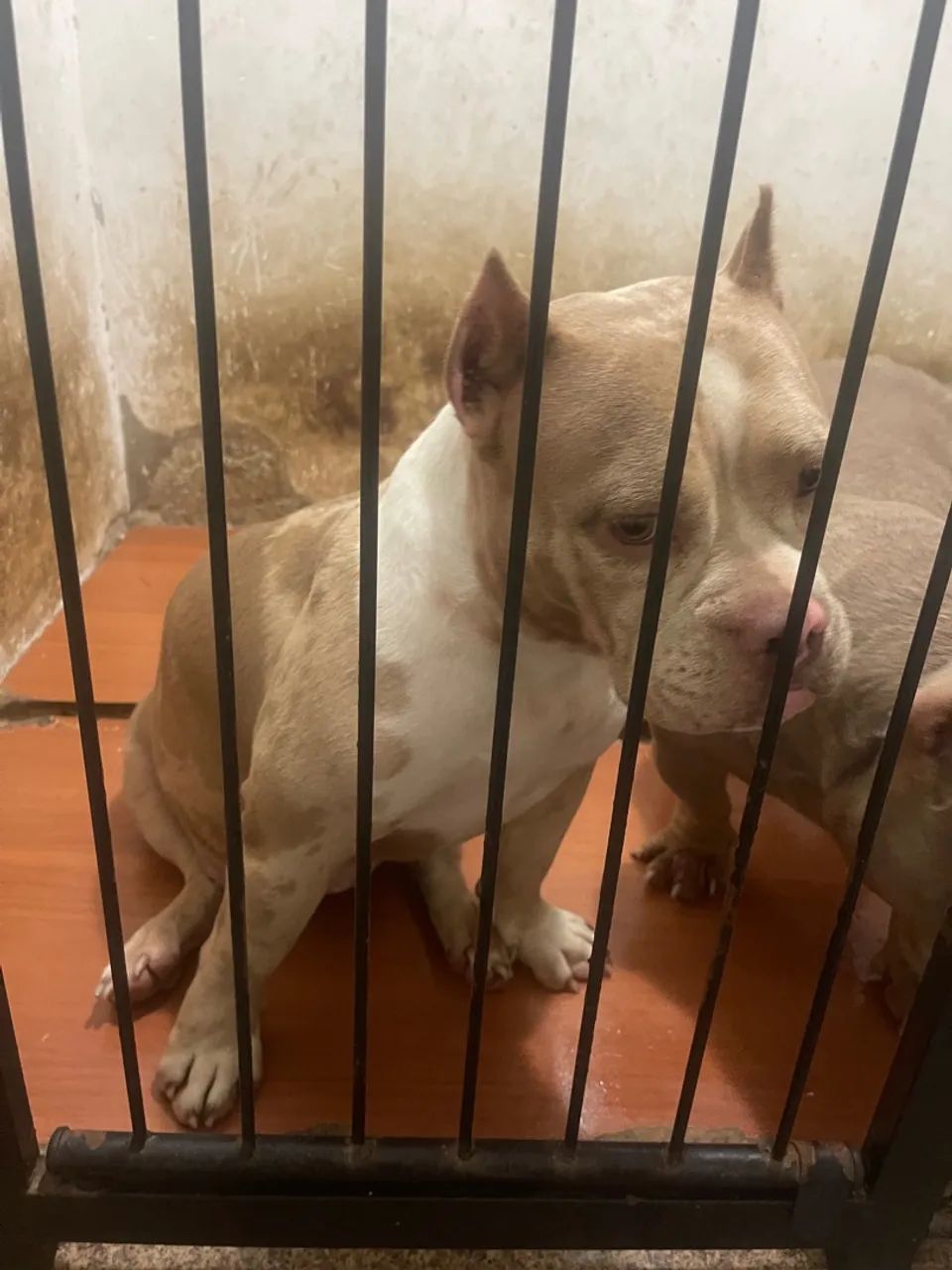 American Bully choco merle (fêmea ) - Foto 2