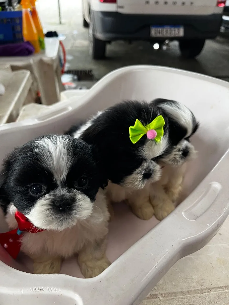 3 filhotes Shih Tzu
