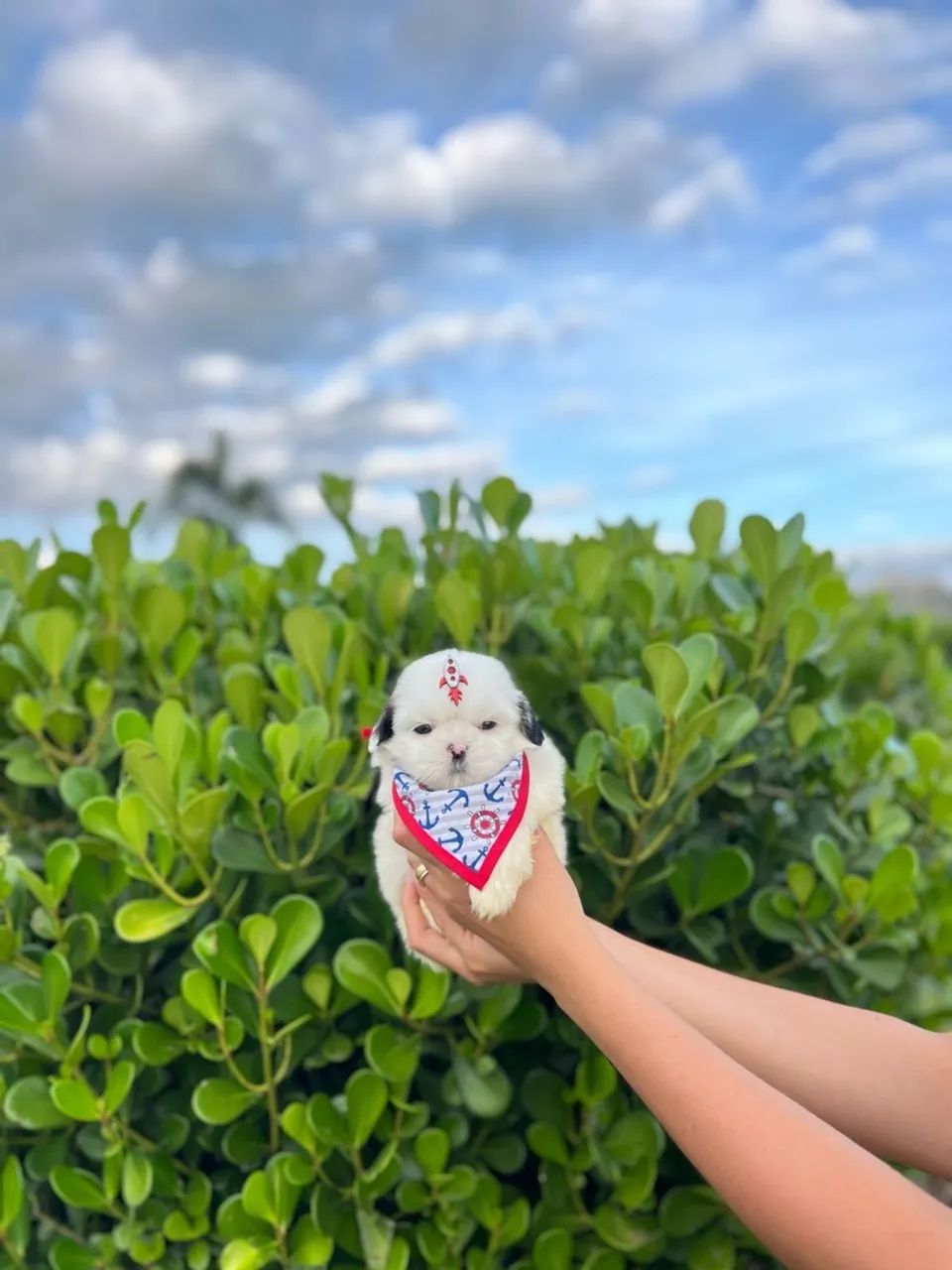 Shih Tzu macho BRANCO - Foto 4