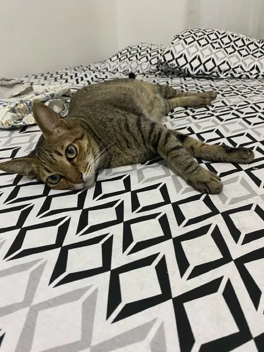  **Doação de Gatinho Tigrado - Macho, 4 Anos** 