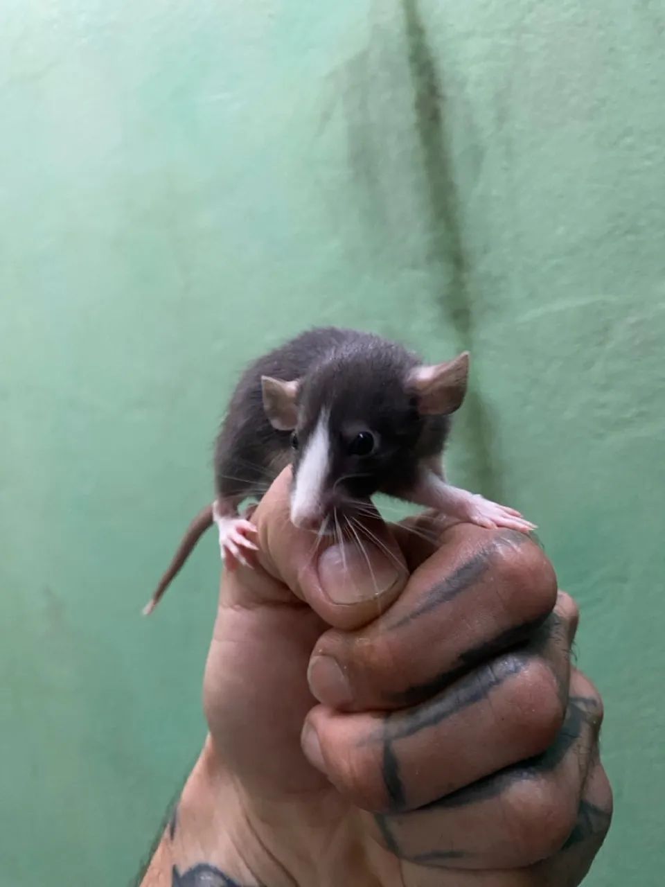 Pet Twister - pet mercol - Ratolandia roedores e cia  - Foto 4