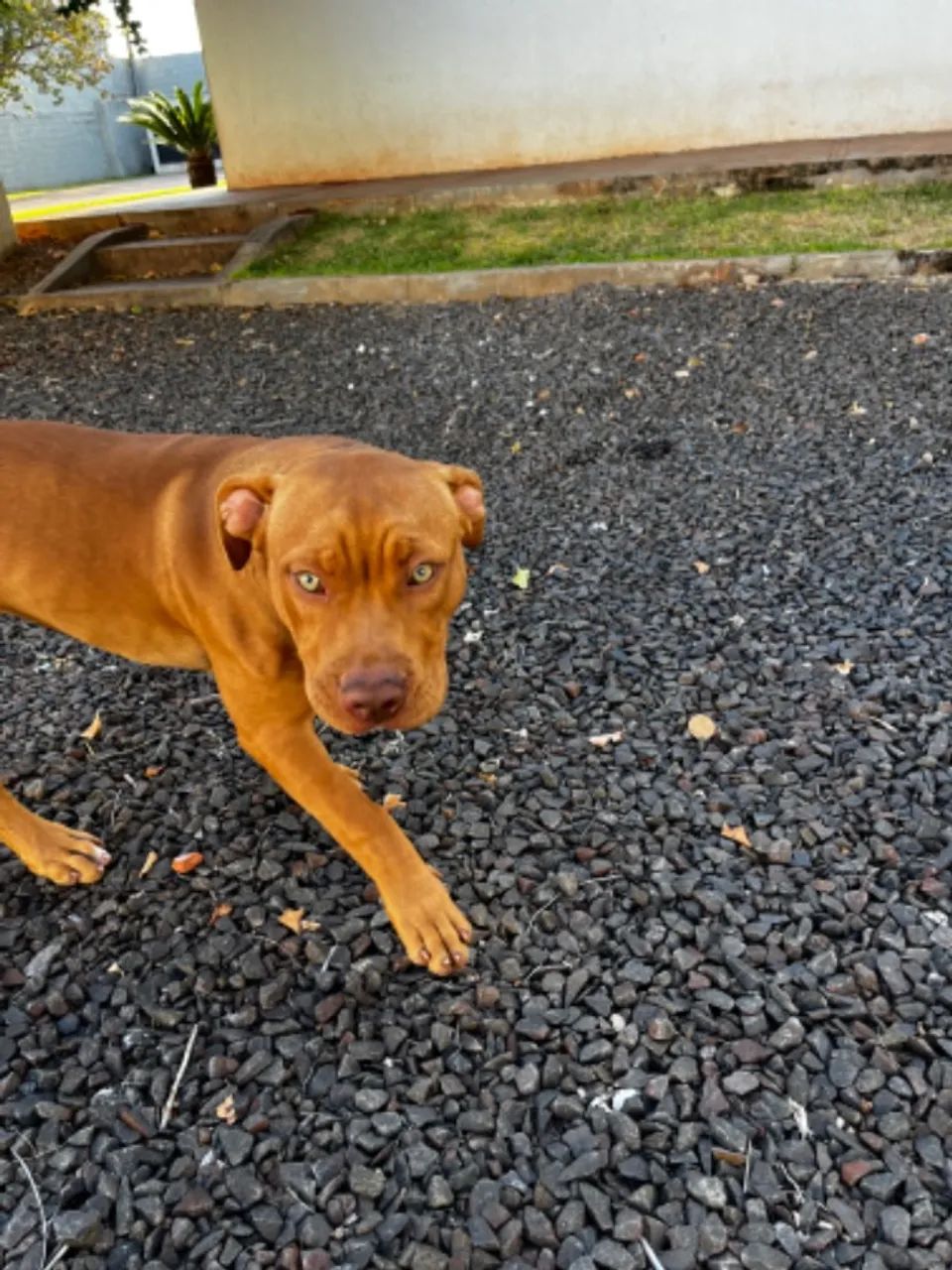 Filhotes de PitMonster com pedigree - Foto 4