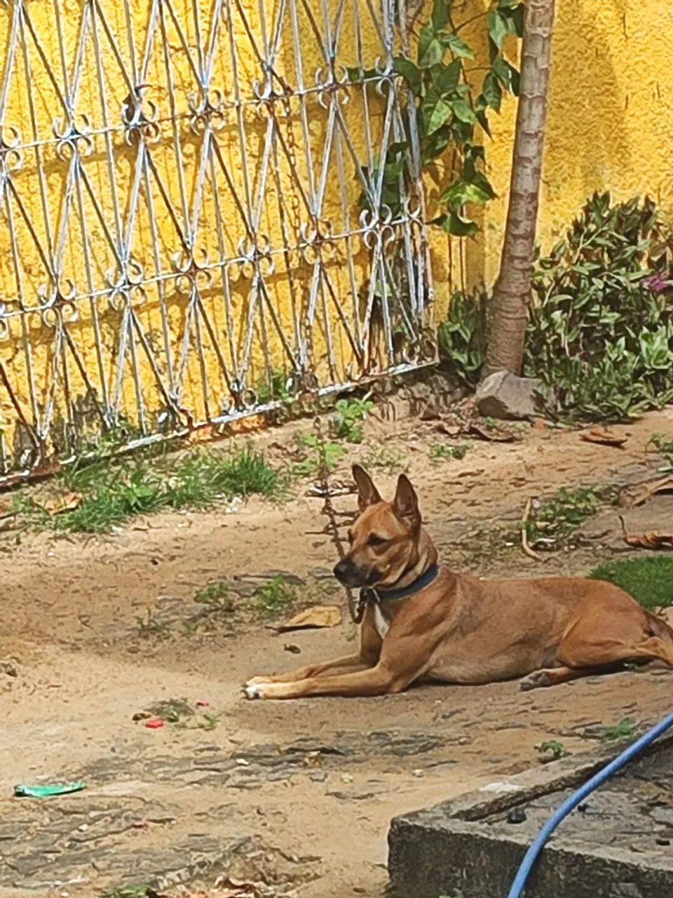 MEL precisa de um lar! - Foto 2