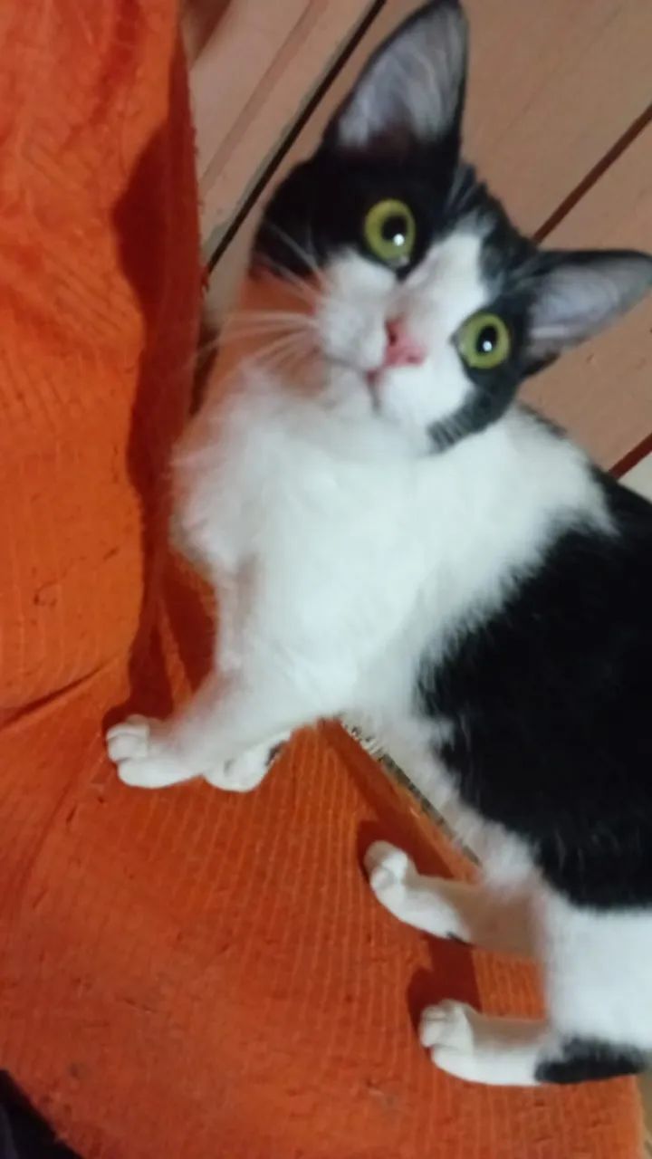 Doa-se Gatinha Frajola