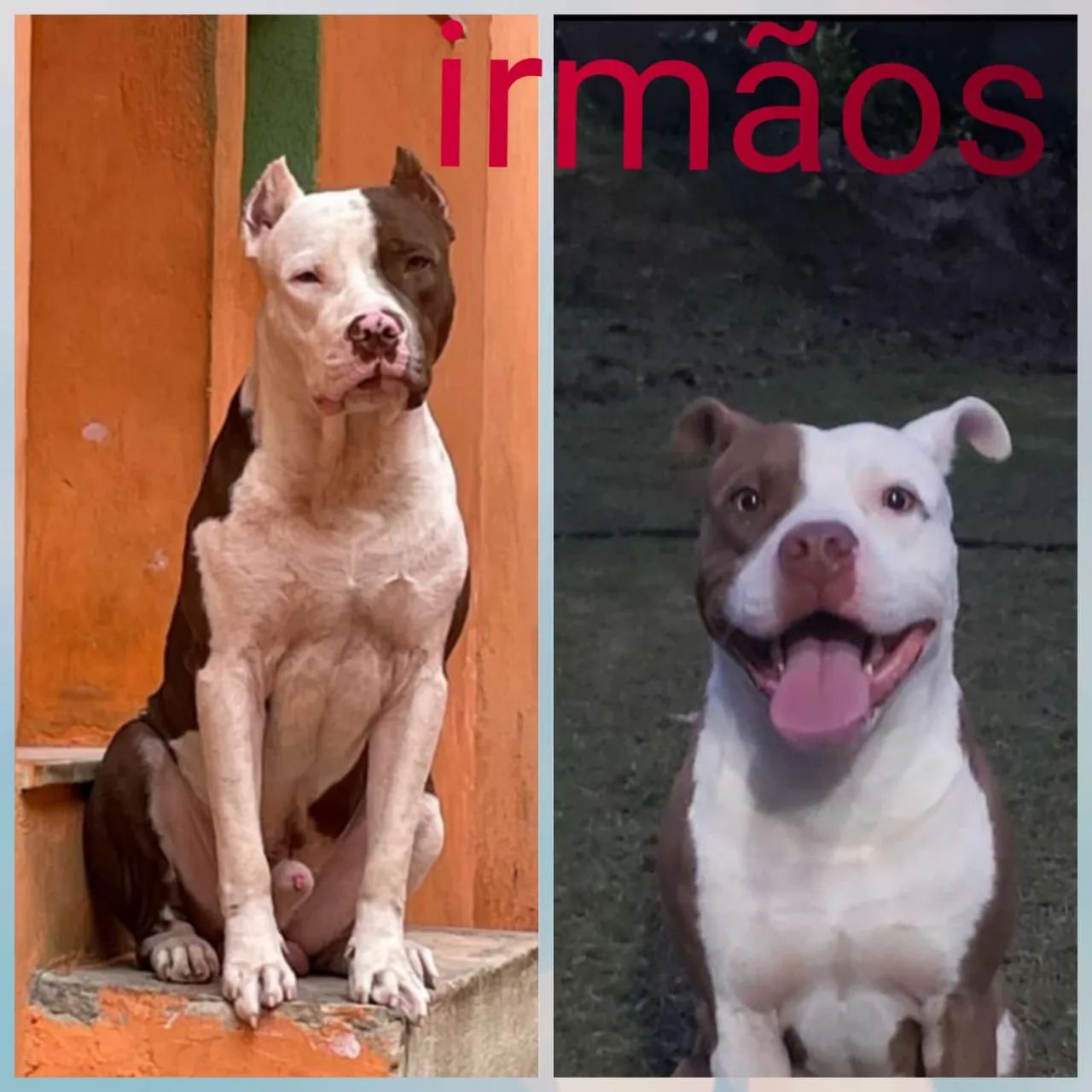 Pitbull  - Foto 4
