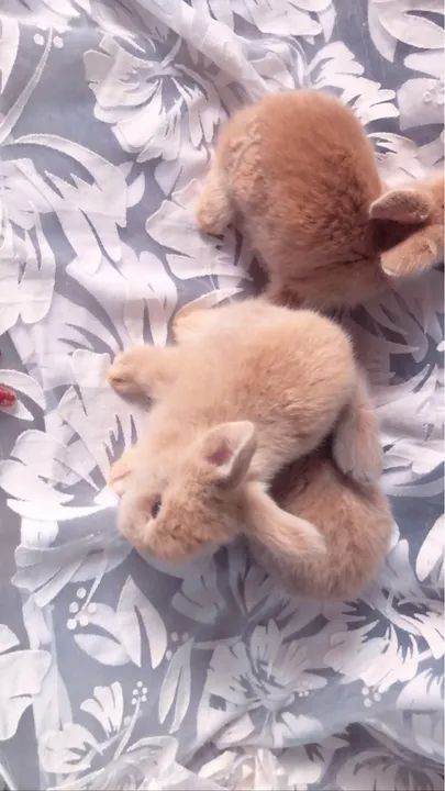 coelhinhos fofinhos angora  - Foto 3