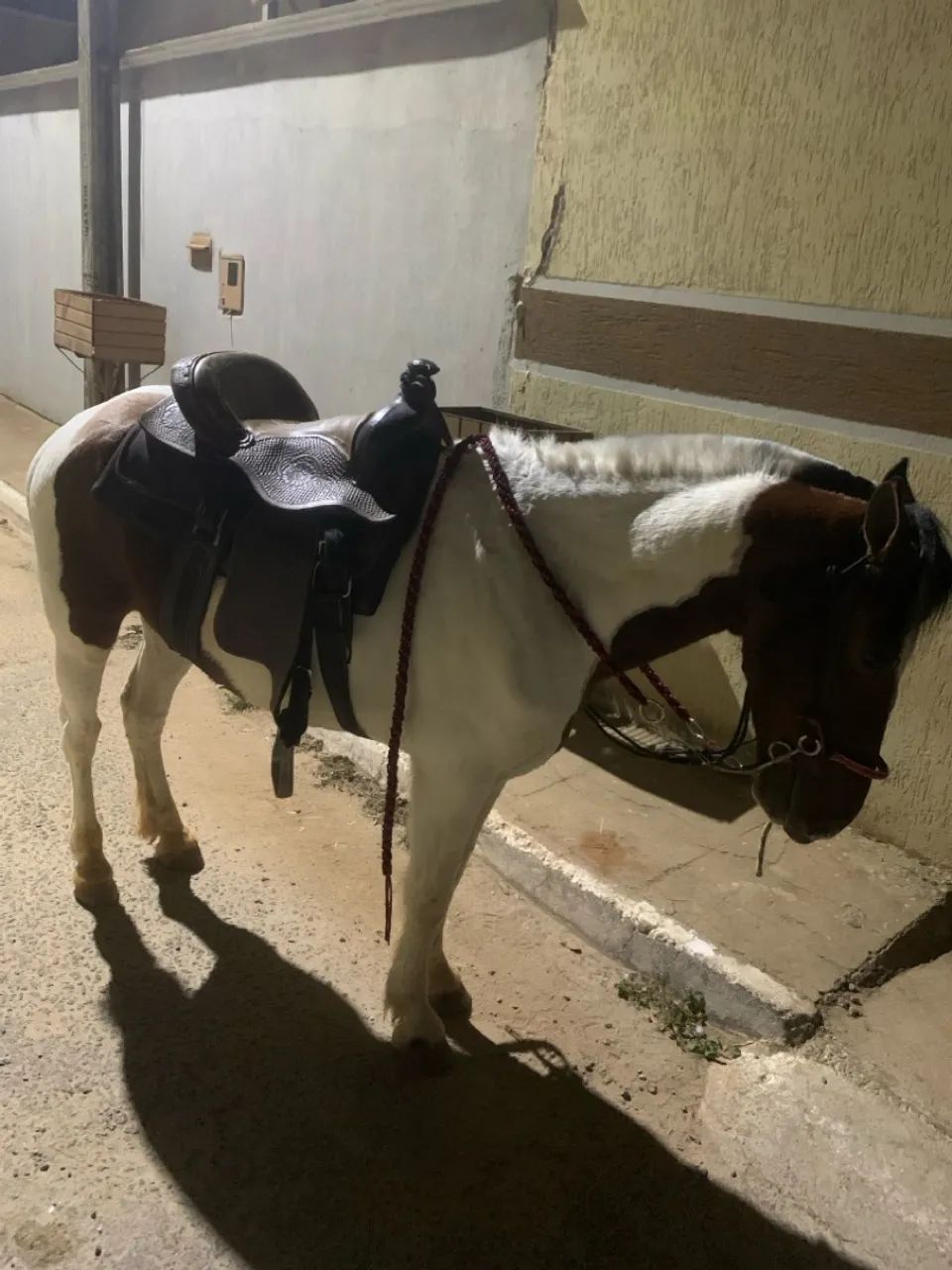 Cavalo de macha picada  - Foto 2