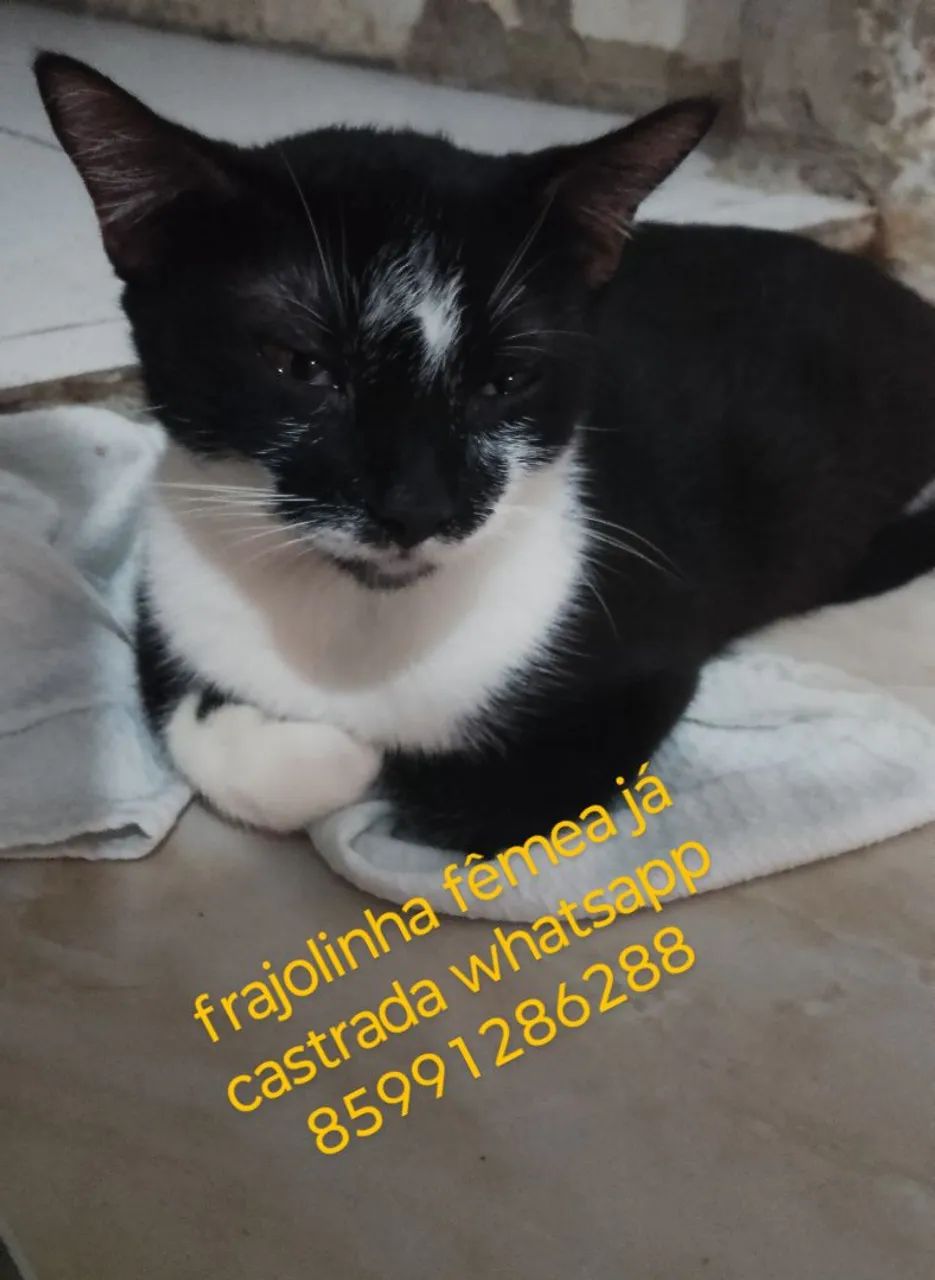 Gatinha Frajolinha para adoção