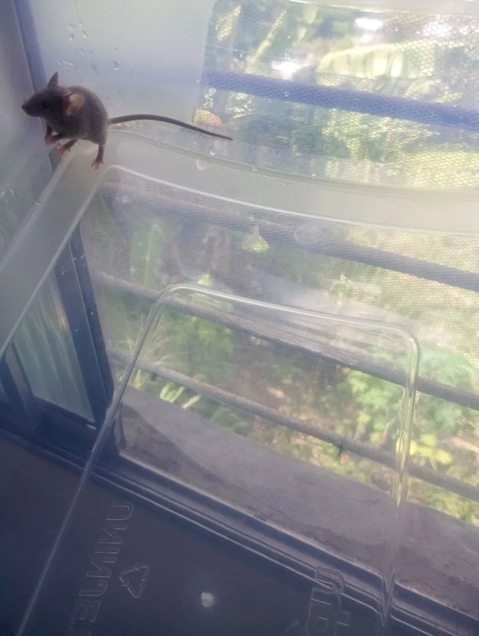 Topodongos cinza64961612370562122