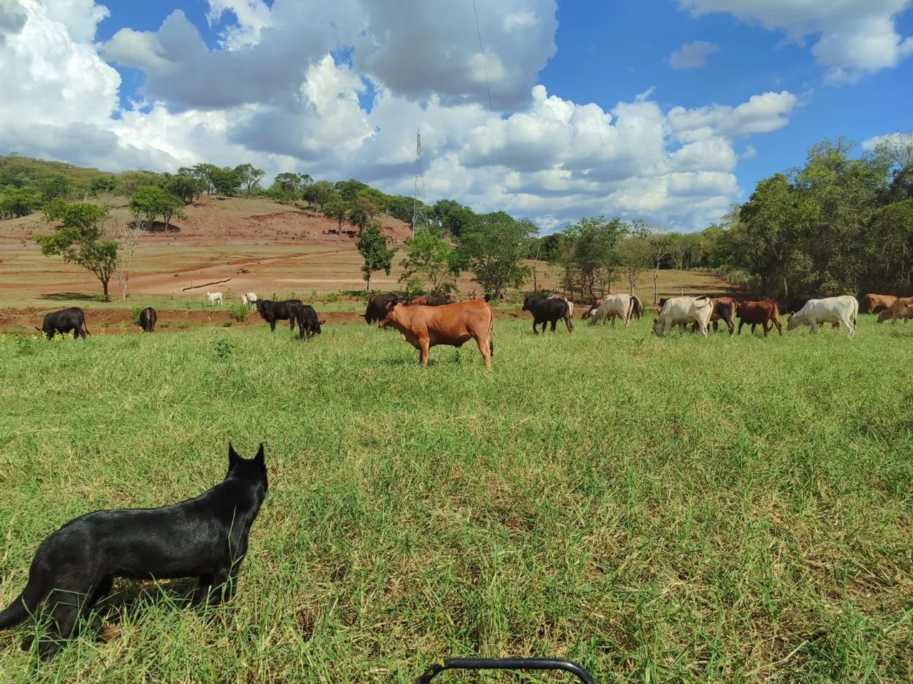 Fazenda Estruturada 80 alqueires Diamante D'Oeste