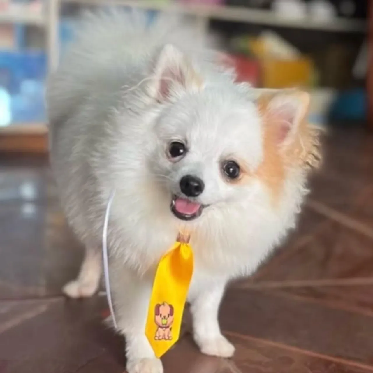 Spitz alemão