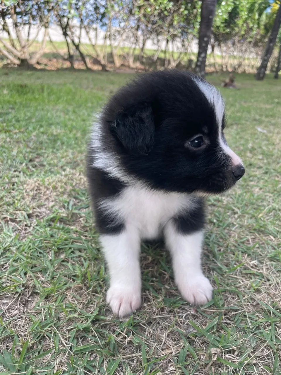 Border Collie! Linda e fofa! Fêmea R$ 1 350,00