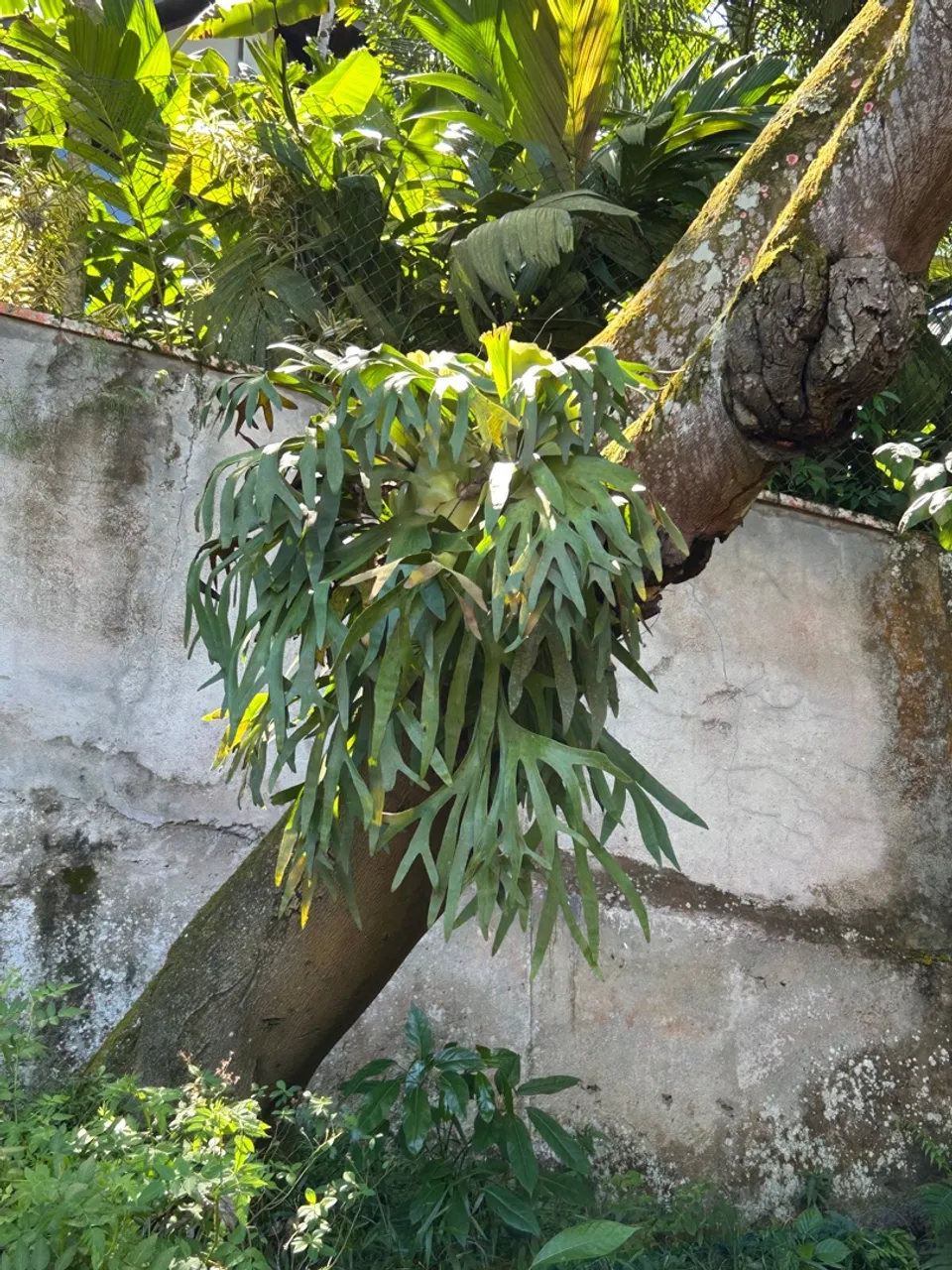 Planta Samambaia Chifre de Veado