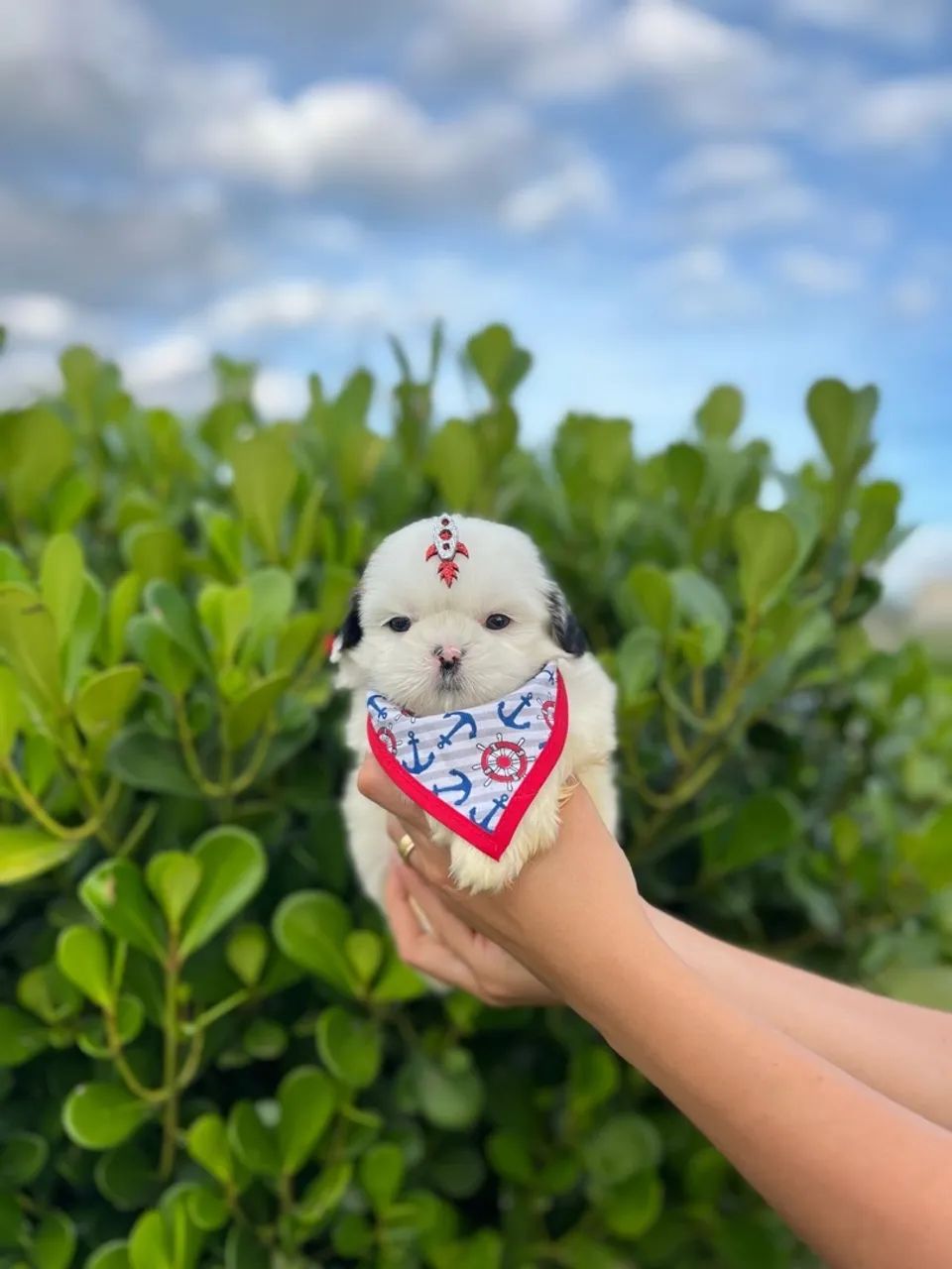 Shih Tzu macho BRANCO - Foto 2