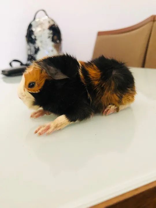 Porquinho da Índia Filhote