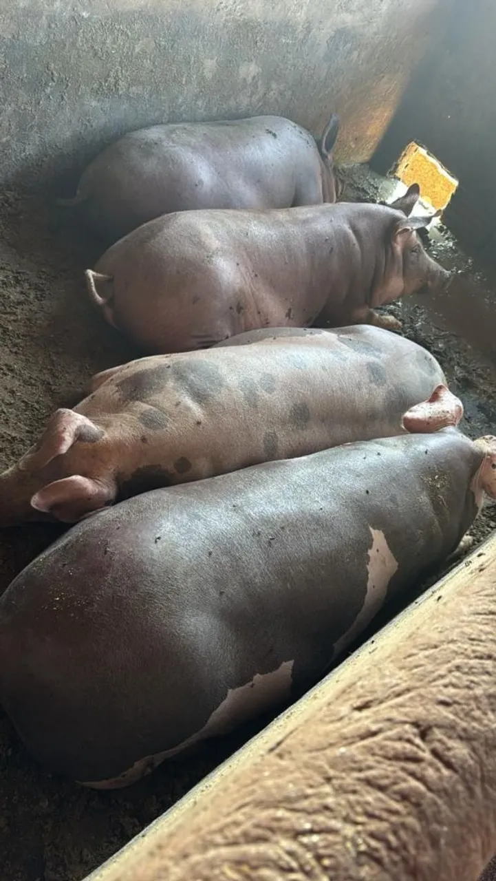 Porcos para venda - raça comum 