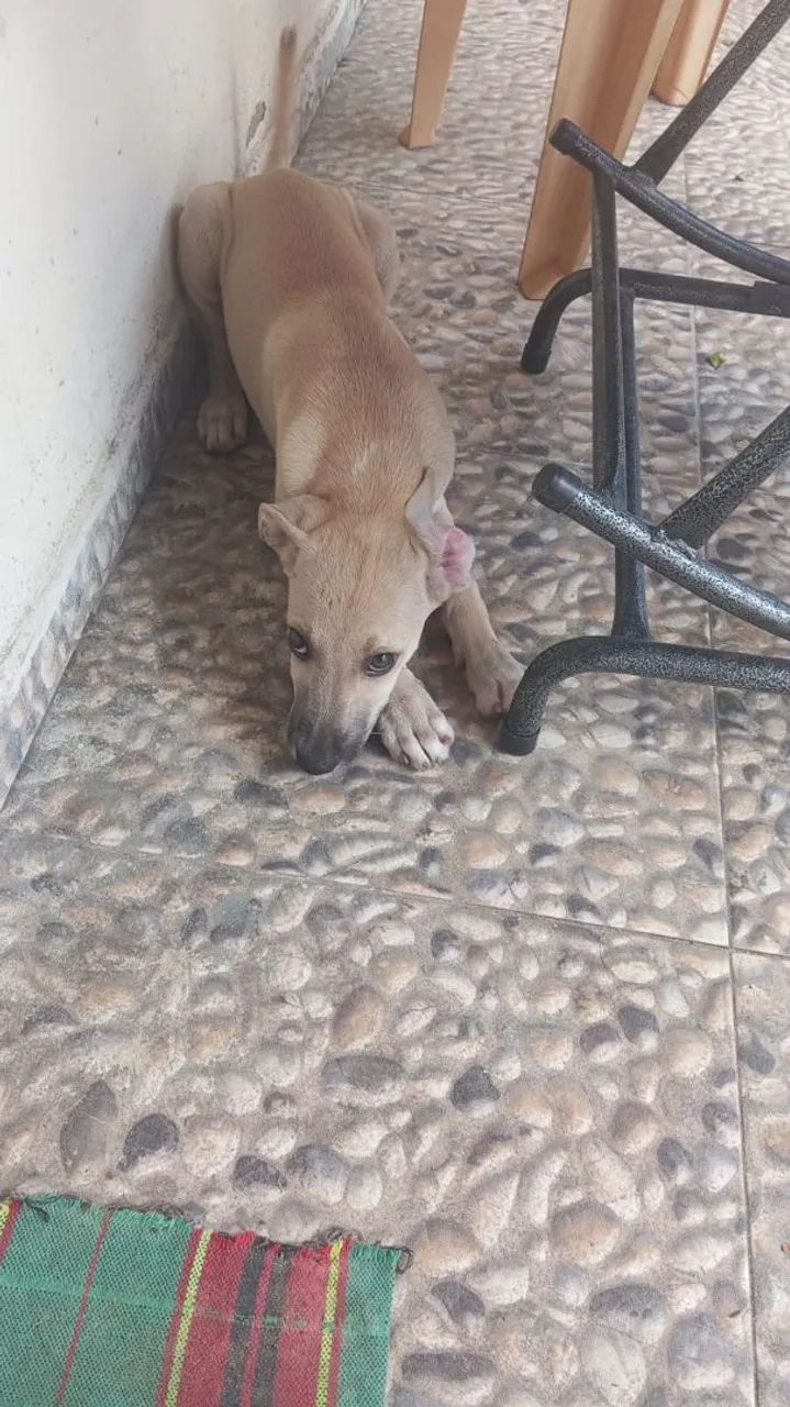 Cachorro macho para adoção responsável  - Foto 4