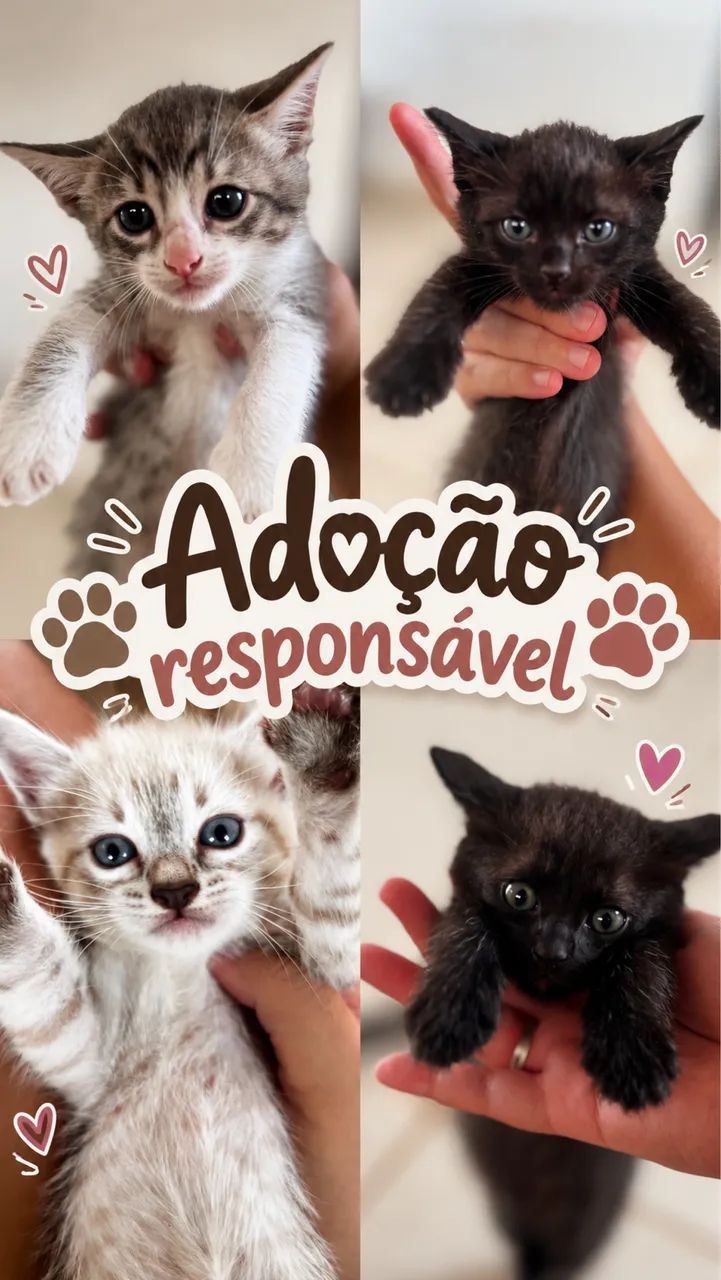 Adoção Responsável  - Foto 2