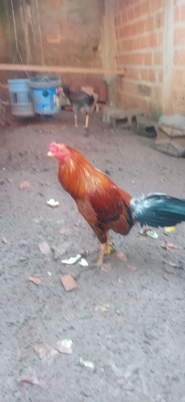 Galo bankiva - Foto 4