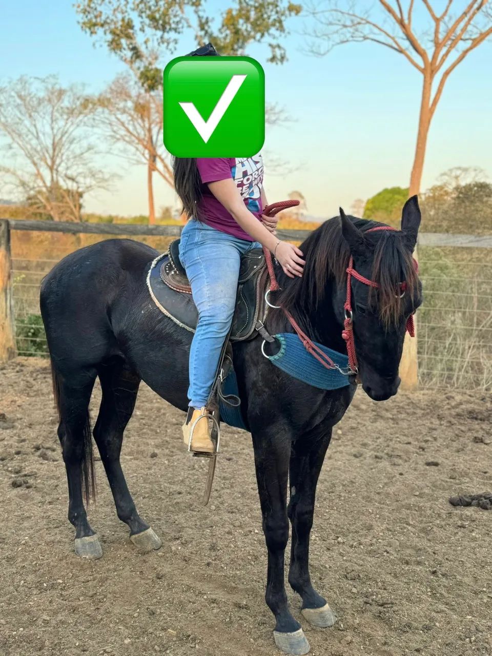 CAVALO QM PURO  - Foto 6