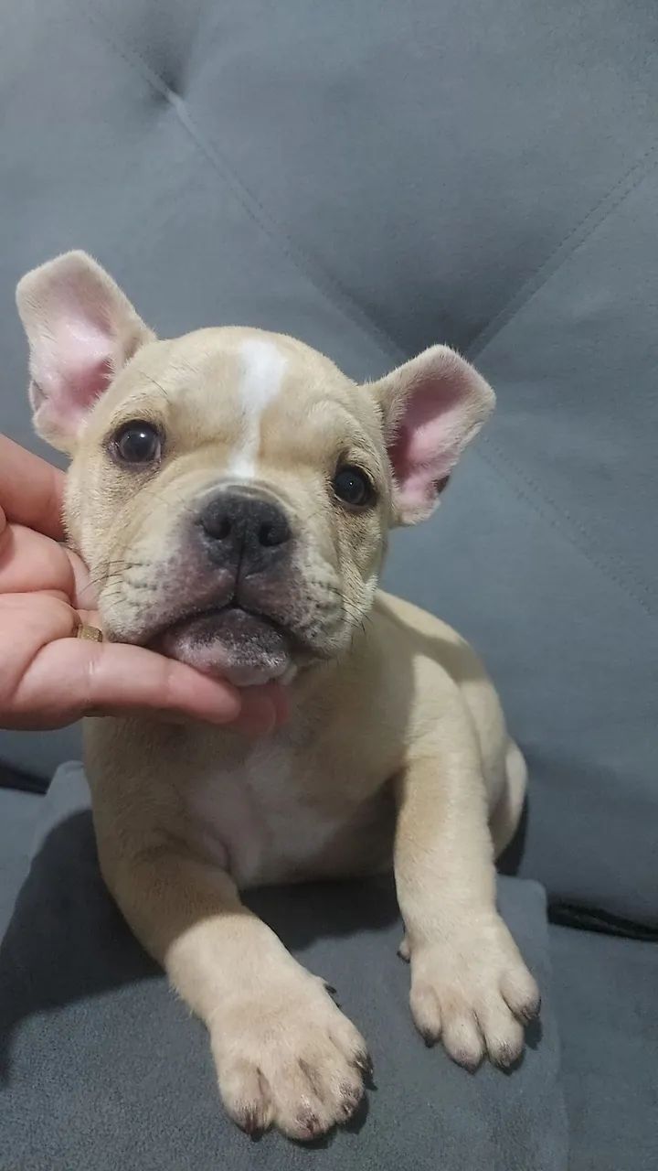 American bully micro macho  - Foto 2