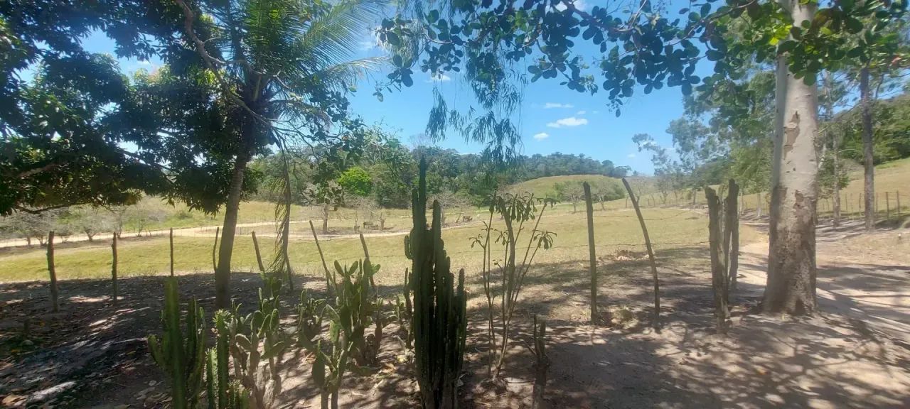 Fazenda à Venda Em Capela - Foto 4