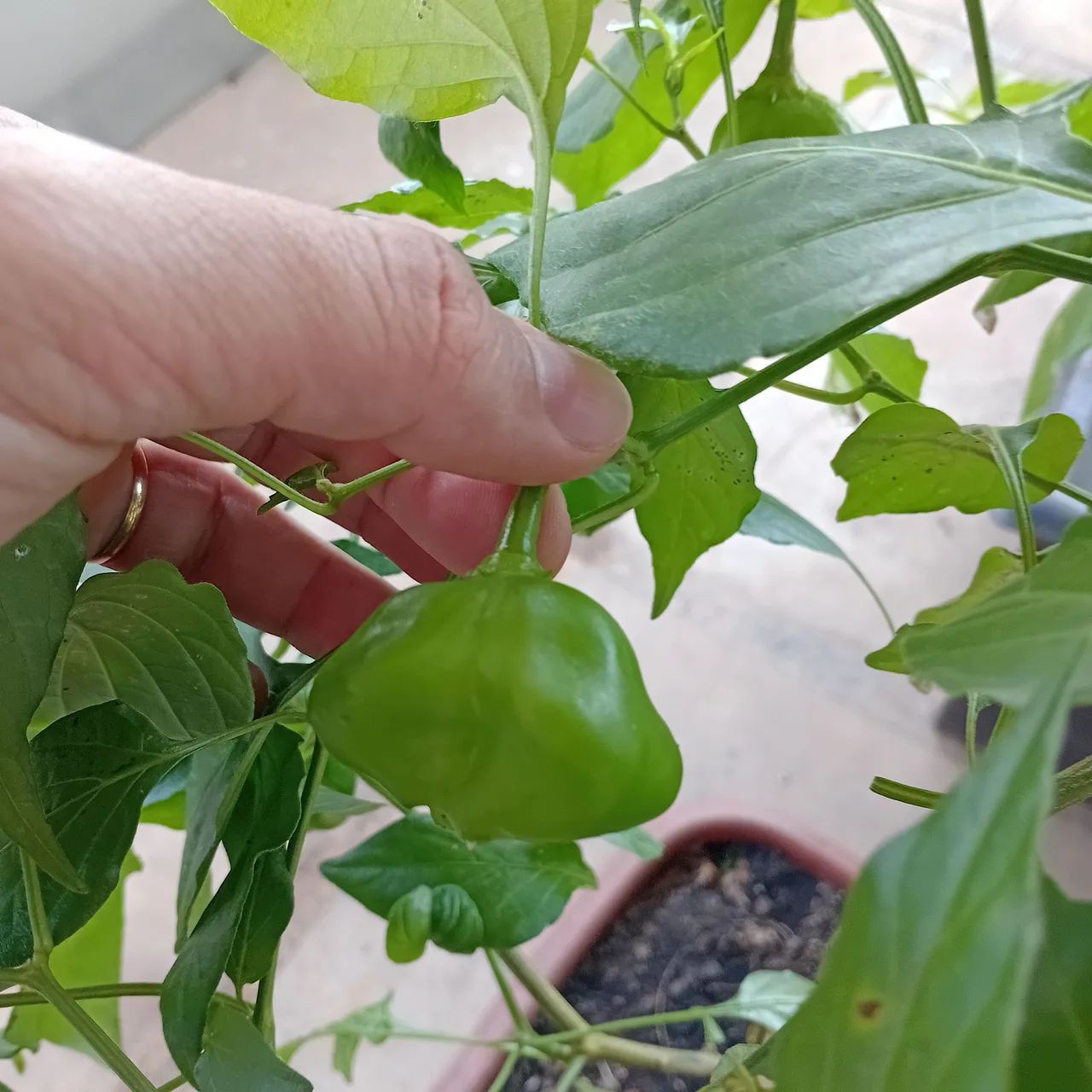 Pé de pimenta produzindo - Foto 3