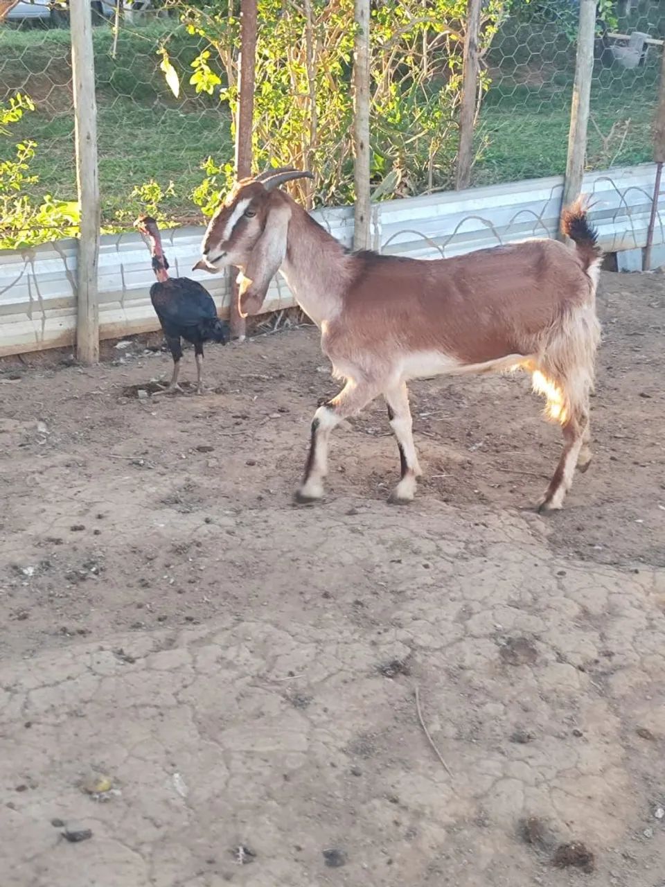 Cabra Anglo Nubiana - Enxertada 