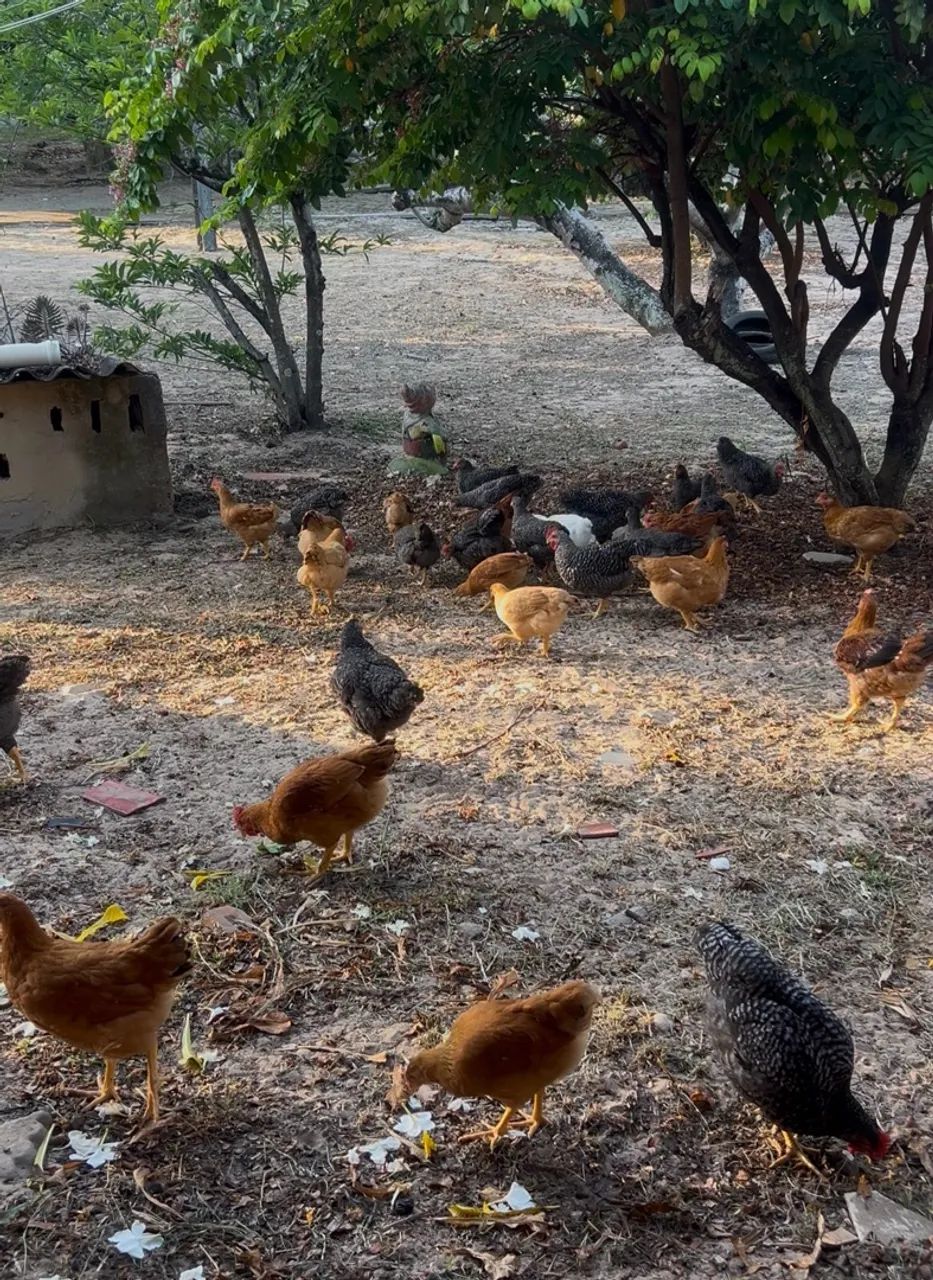 Frangas e  Frangos   Carijó  e  Pesadão  - Foto 2