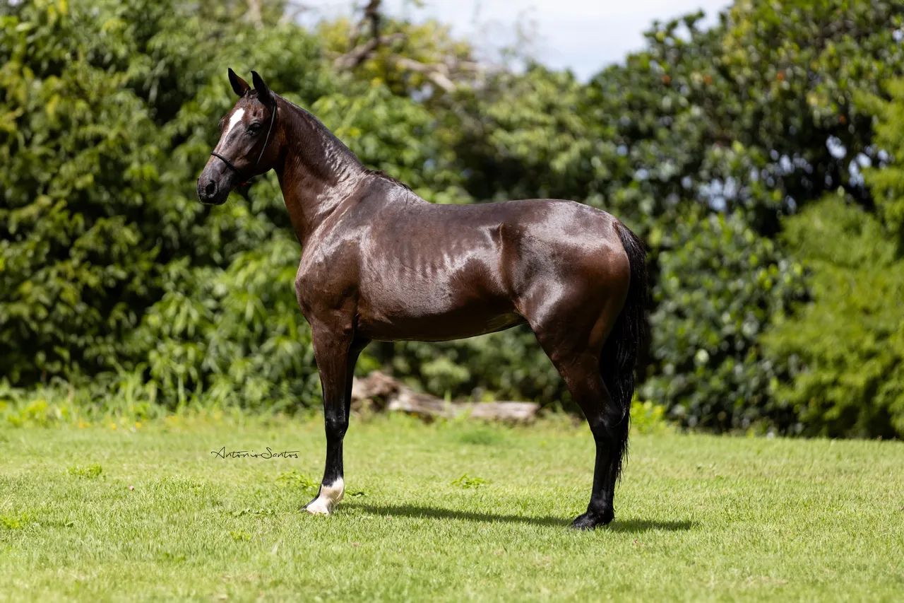 30 de R$270,00 Égua Mangalarga Marchador 