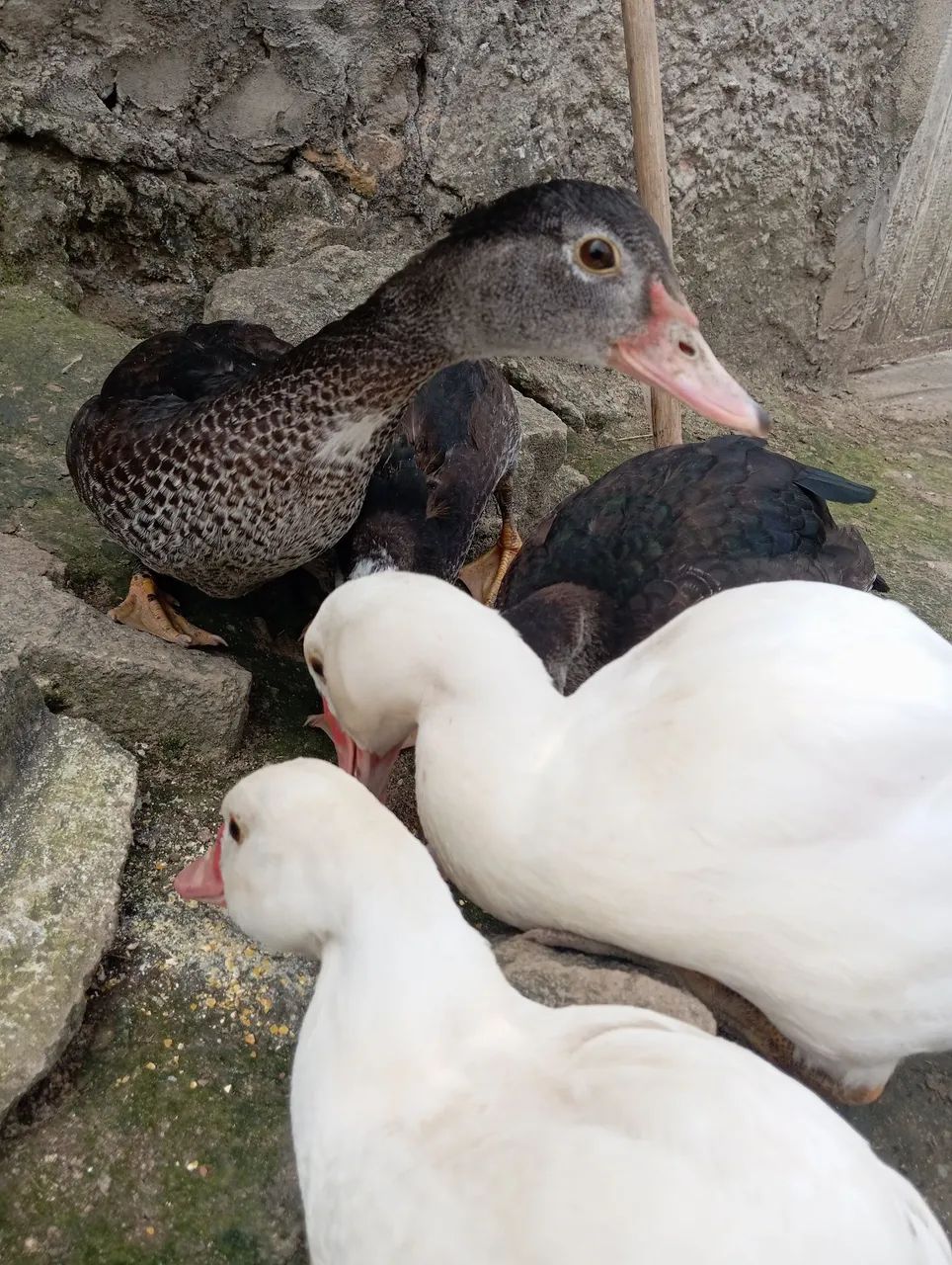 Combo de Patos  - Foto 3