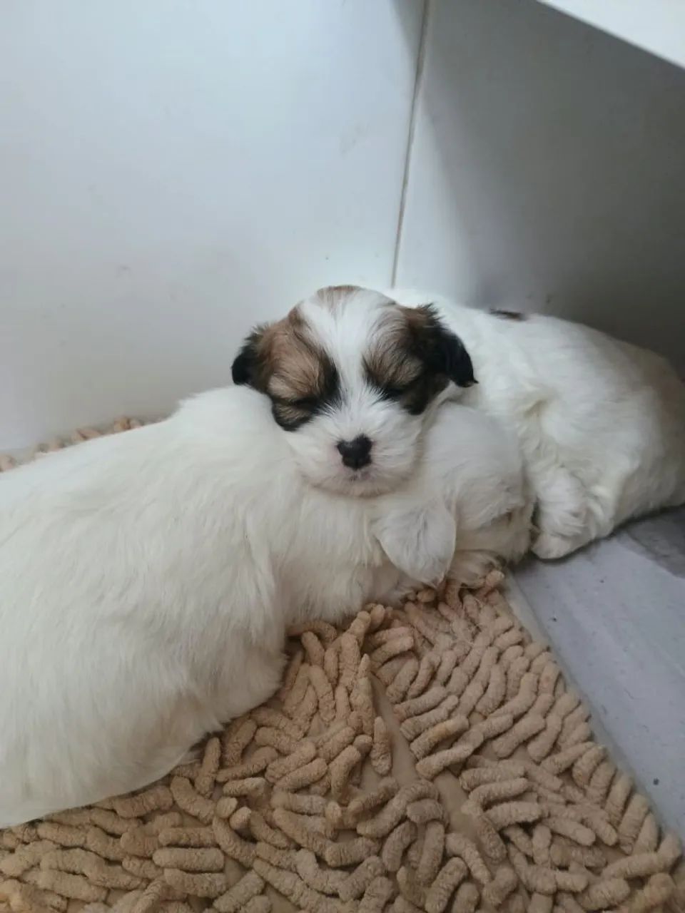 Cachorro Lhasa apsu  - Foto 2