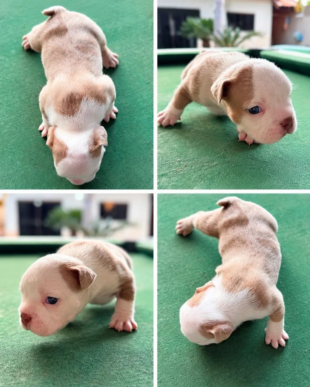 American Bully Micro  - Foto 2