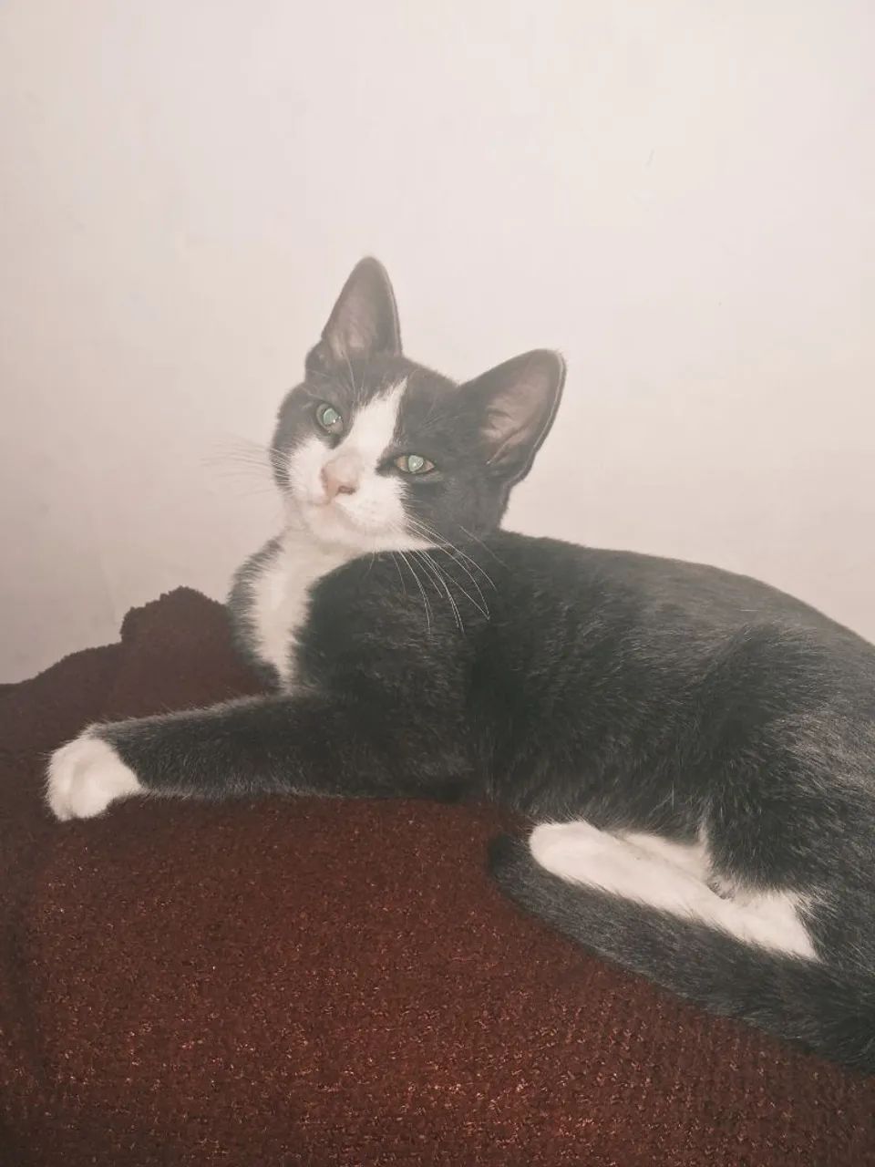 Doação de gato