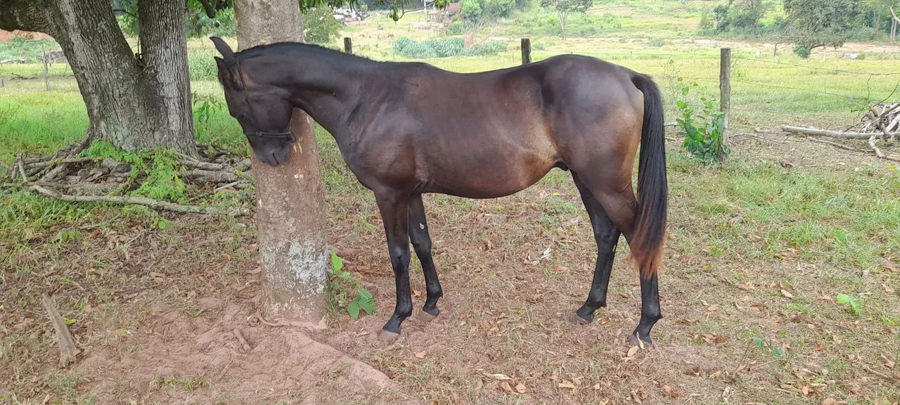 Cavalo potro - Foto 2