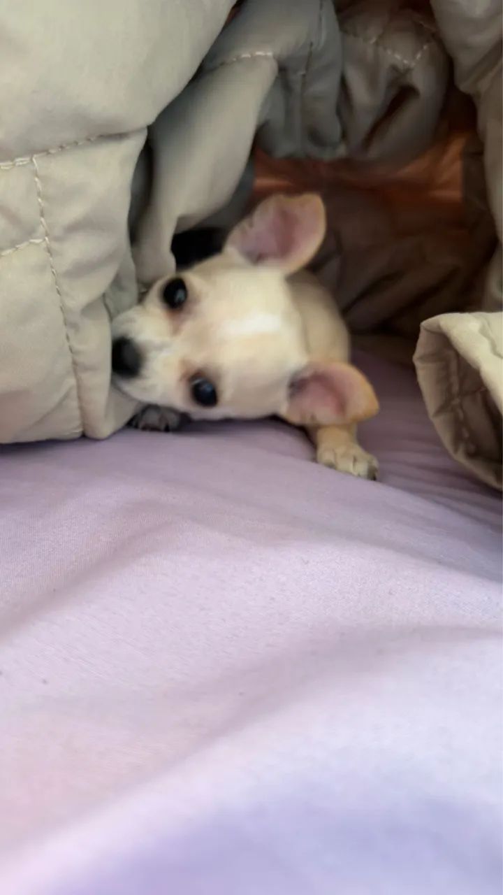 Chihuahua  - Foto 4
