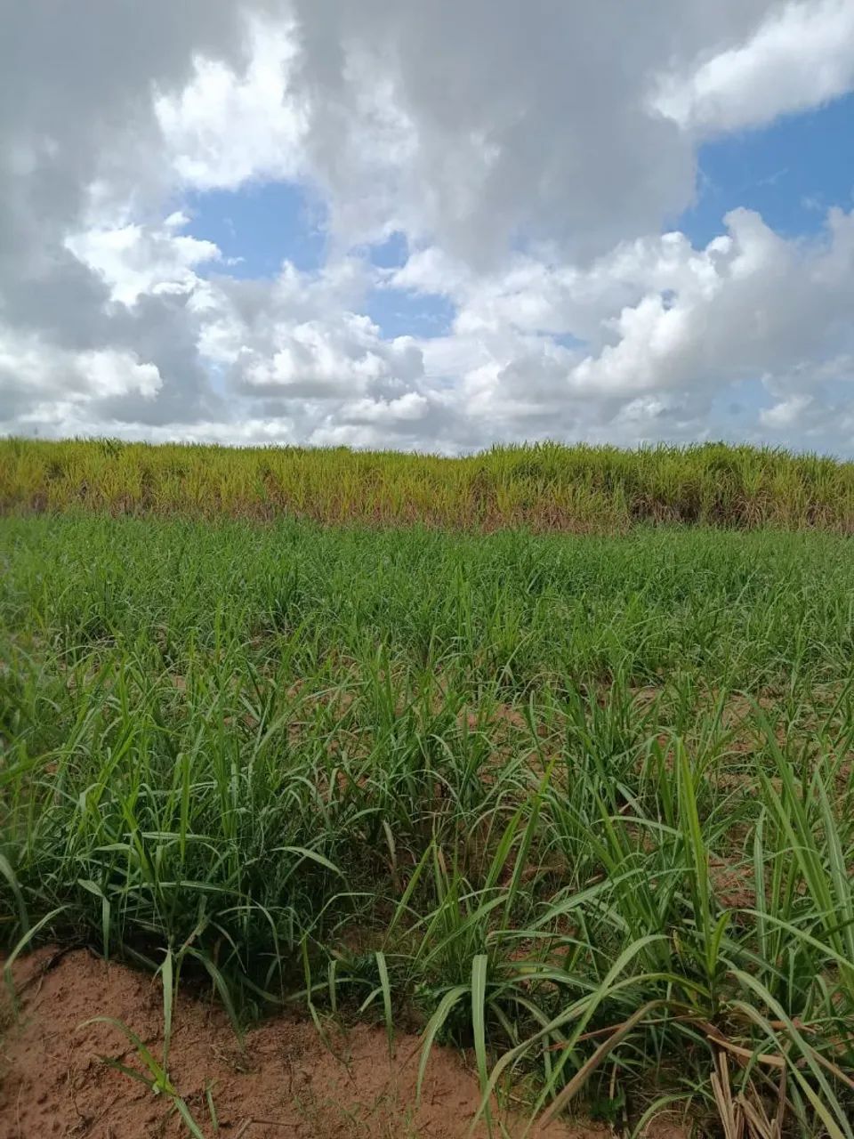 Vende-se lote já com plantação de cana de açúcar  - Foto 4