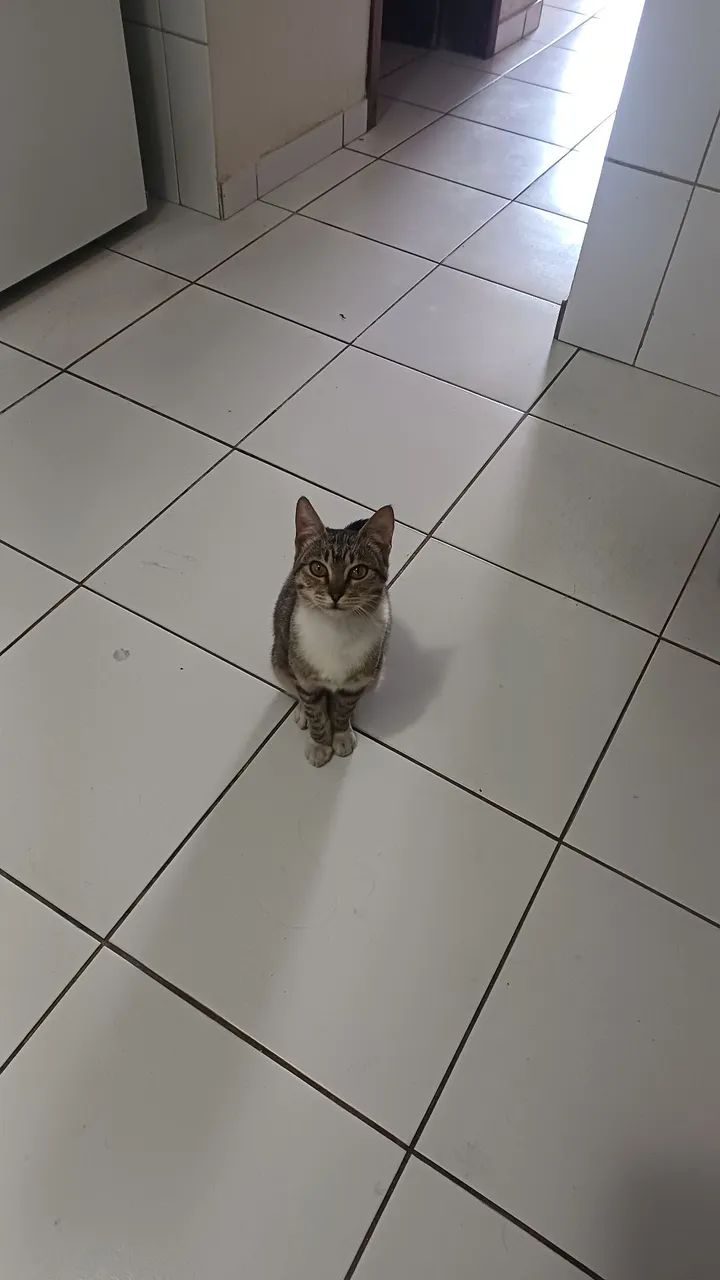 DOANDO  GATA ...esta Sitio cercado.. - Foto 4