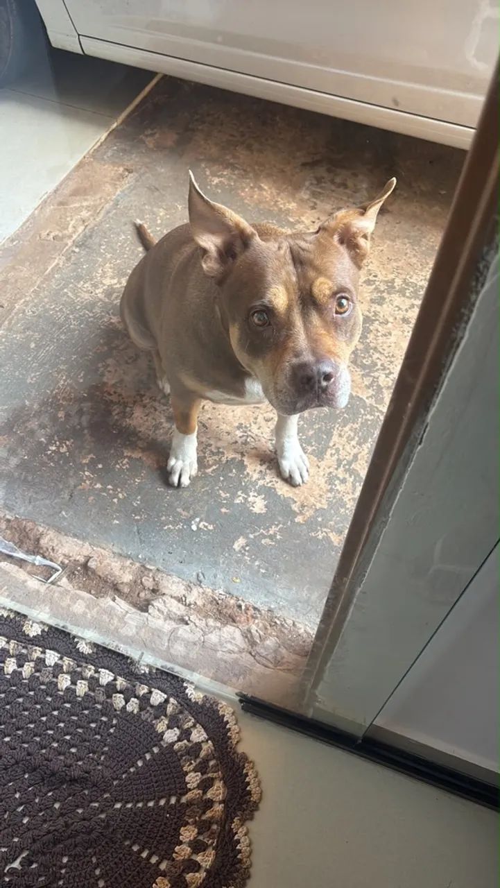 Cachorro  - Foto 2