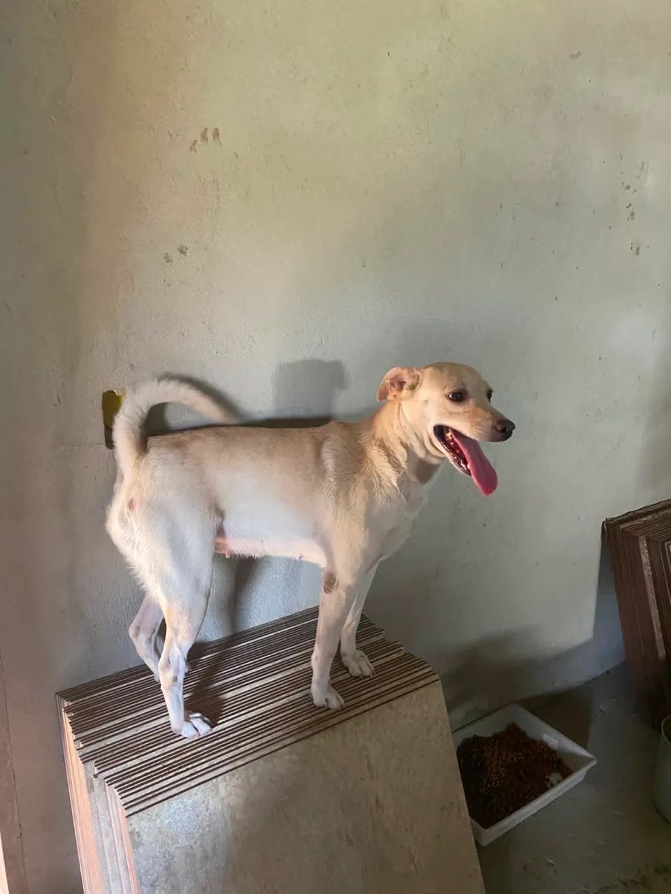 Adoção  - Foto 2