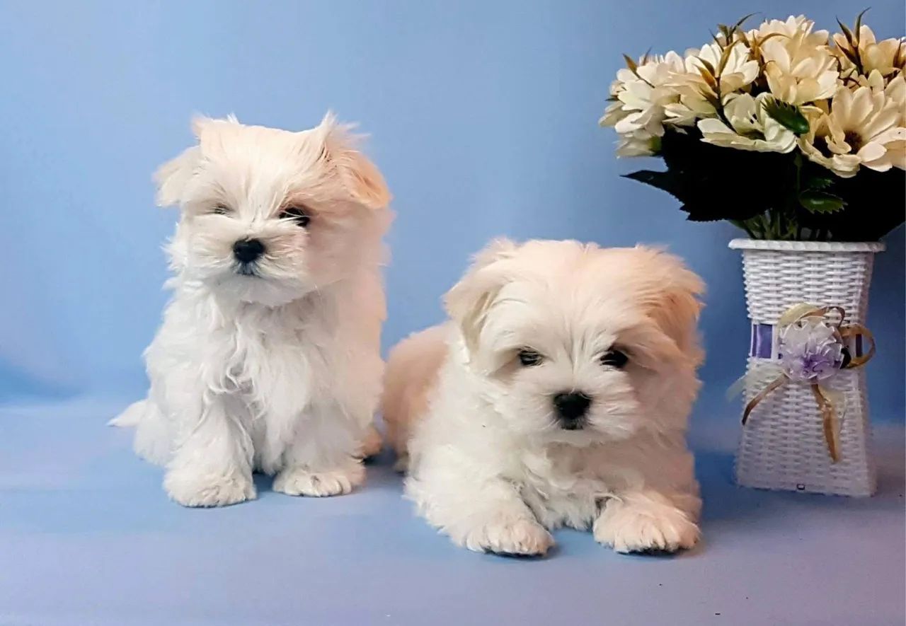 Maltês macho com pedigree - Foto 4