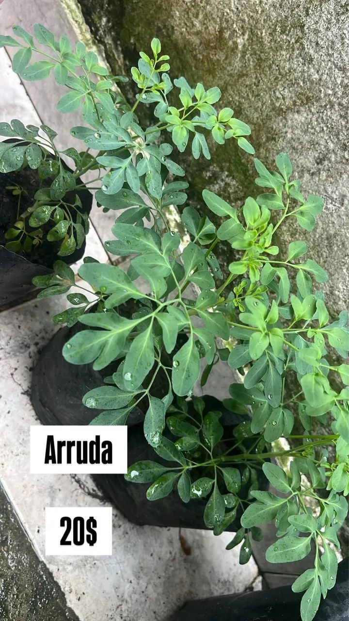 Plantas medicinais  - Foto 5