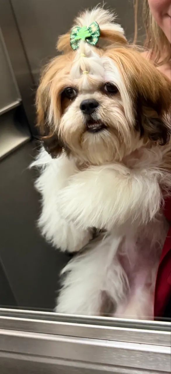 Shih Tzu