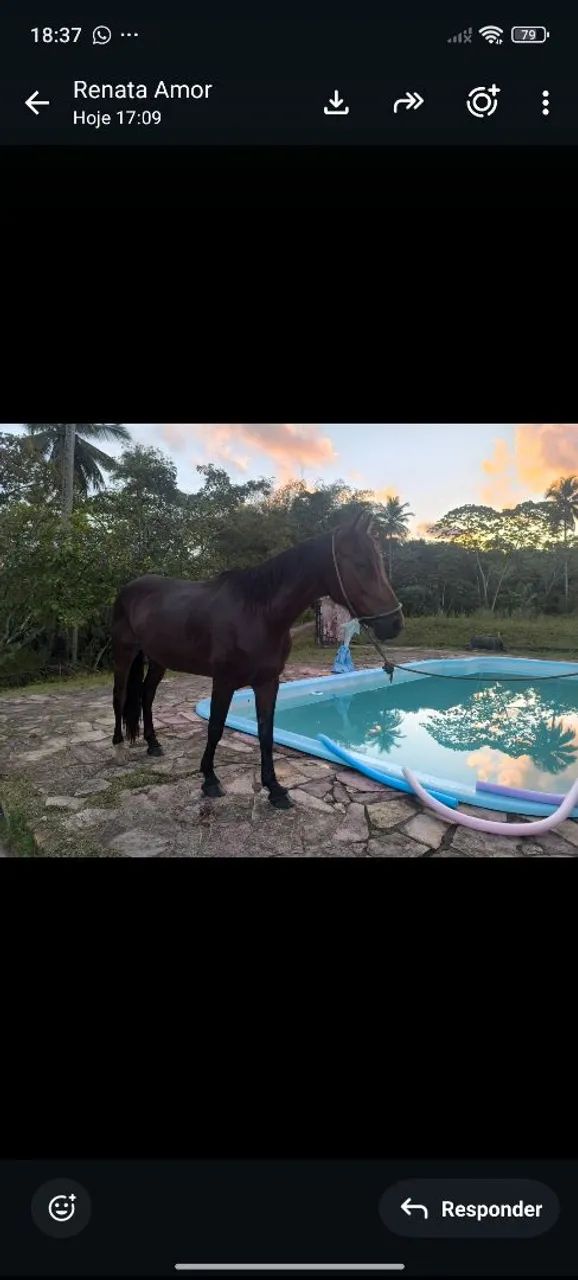 Cavalo Manga Larga  - Foto 4