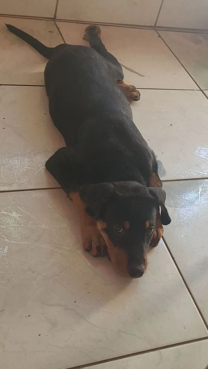 Rotweiller  - Foto 4