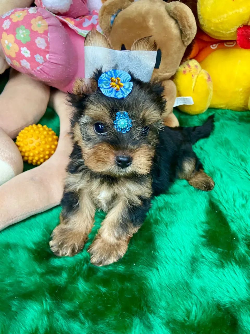 Filhotes de Yorkshire mini com procedência - Foto 2