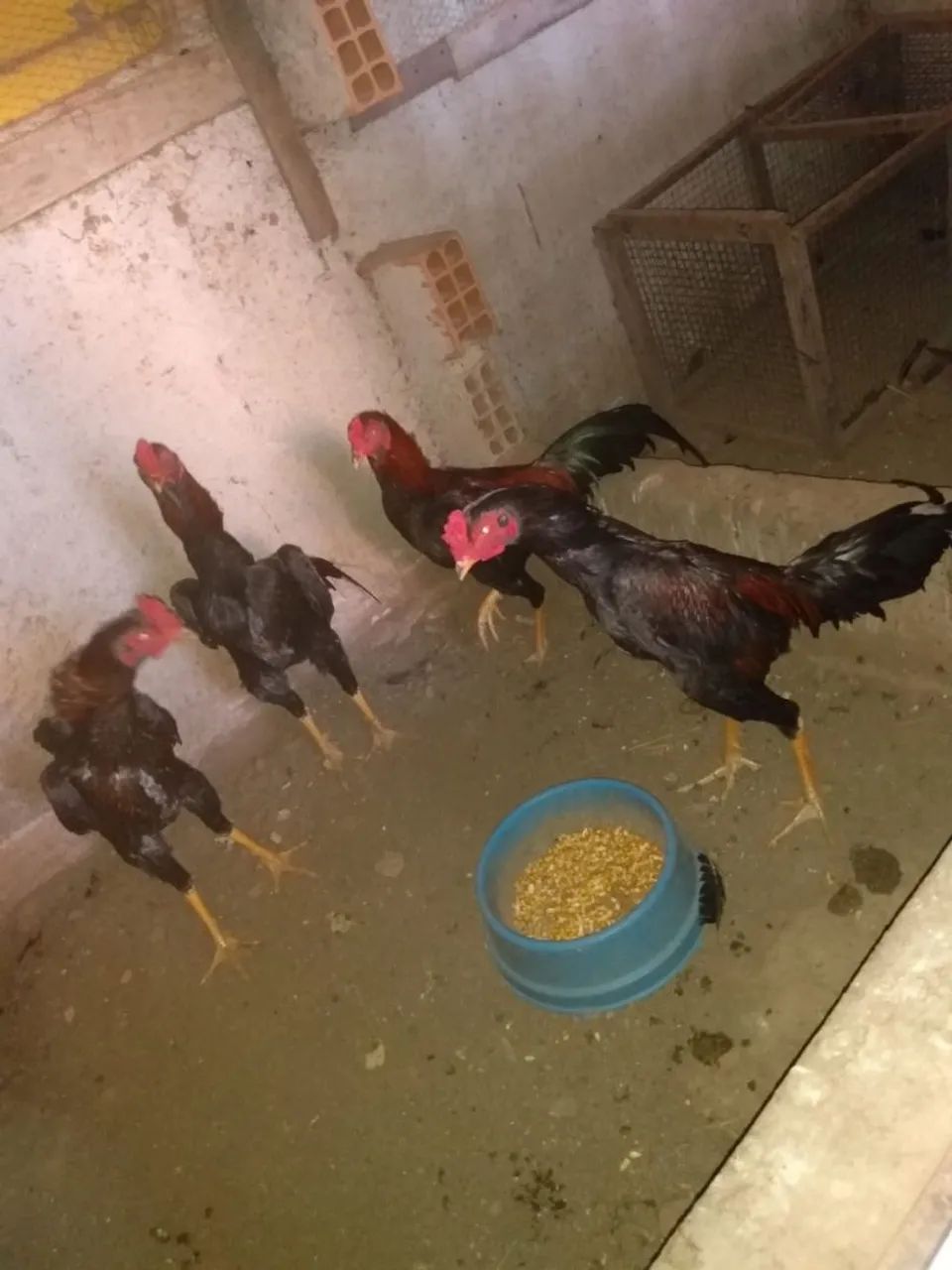 Frangos Indio
