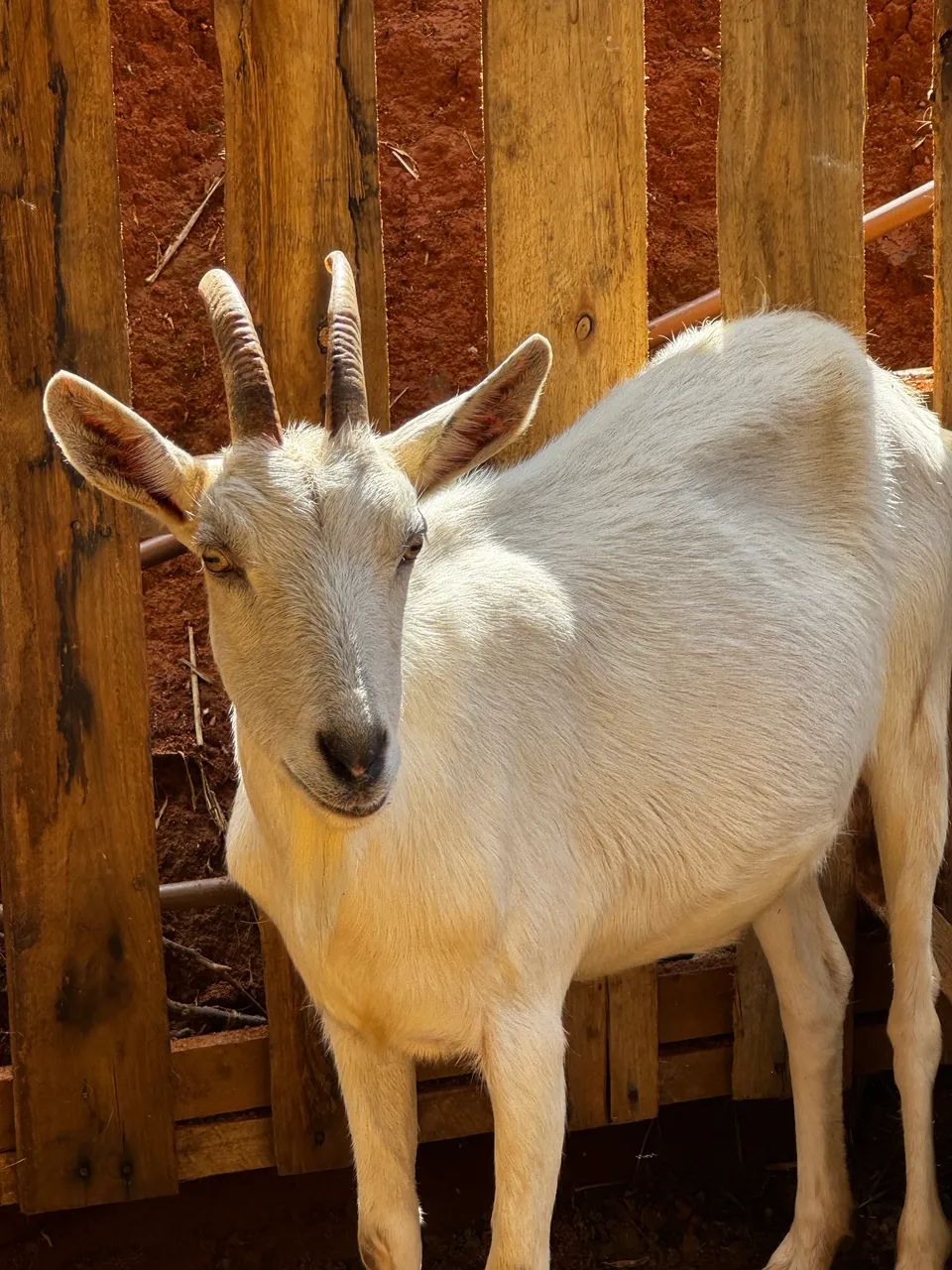 Cabras 
